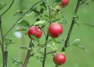 Pojistka Na Blbost